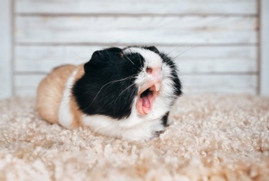Cavia geeuwt zijn tanden bloot