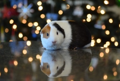 Cavia met kerstverlichting op de achtergrond