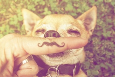 Chihuahua ligt in het gras, iemand houdt vinger voor zijn neus met snor erop getekend