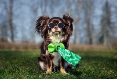 Chihuahua met zonnebril houdt rolletje poepzakjes in de bek
