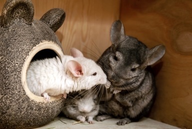 Chinchilla met twee jongen 