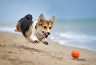 Welsh corgi 