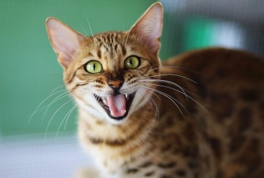 Bengaalse kat met groene ogen voor een groene achtergrond