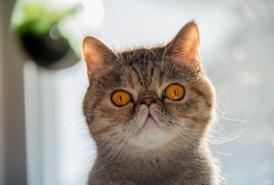 De tien meest voorkomende kattenrassen