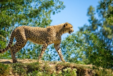 Cheeta loopt over een muurtje