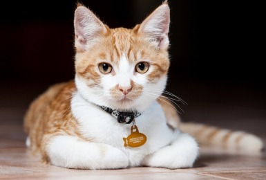 de_vijf_meest_gebruikte_kattennamen