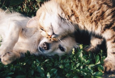kat en hond