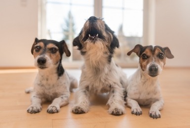 Drie jack russels liggen op een rij, de middelste blaft 