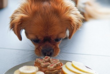 Mila smult van de taartjes