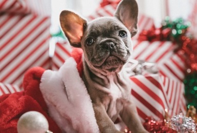 Een puppy op allemaal kerstcadeaus 