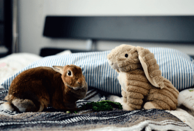 Een huisdier houden op je appartement? Dat doe je zo! 