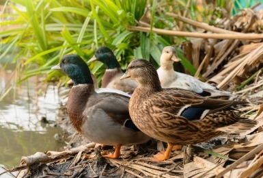 Eenden op de oever van een vijver