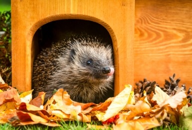 Egel in egelhuisje