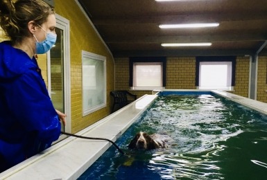 Zwemles voor honden 