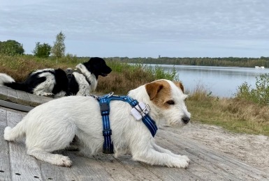 Snuffeltocht Mol