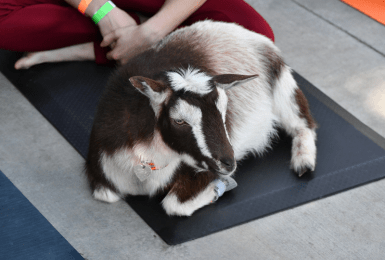 Geit op yogamat
