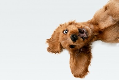 Gekke hond met lange oren komt piepen aan zijkant frame