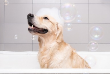 Golden retriever in schuimbad