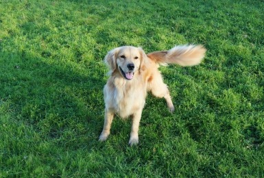 Golden retriever kwispelt met staart
