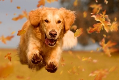 Golden retriever loopt door herfstbladeren