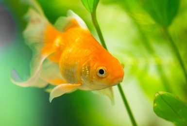 Goudvis in aquarium met groene planten