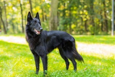 groenendaeler op grasveld