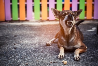 Grommende hond