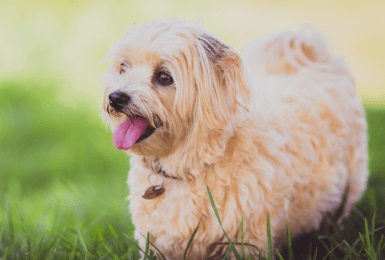 Kortharige hond