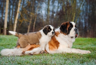Sint Bernard met puppy 