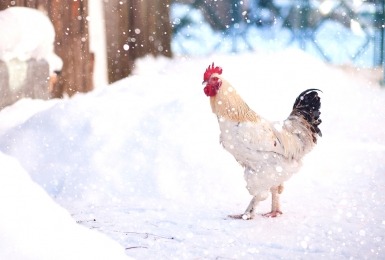Haan staat in de sneeuw