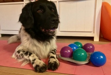 Friese stabij hond ligt naast cupcake hersenwerkje