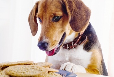 Hond kijkt naar koekjes