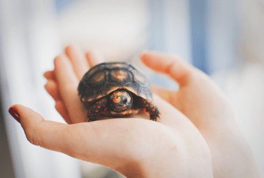 Schildpadje in de hand.