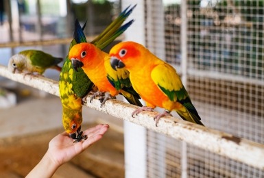 Vogel eet zaden uit een hand.