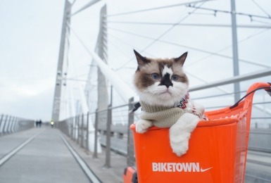 Kat in een oranje bak vooraan op een fiets