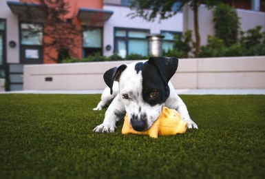 Wit-zwarte hond kauwt op speelgoed