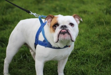 Witte hond Engelse bulldog met rode vlek op het hoofd