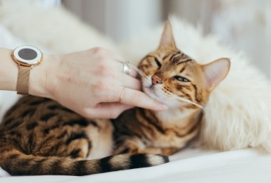 Een tijgerkat die geaaid wordt onder zijn kin