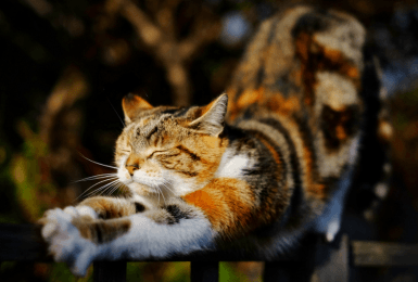 stretchende kat