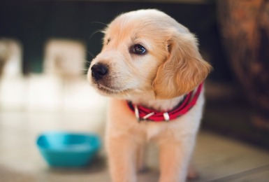 Jonge puppy met rode halsband
