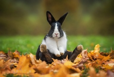 Hollander in berg bladeren