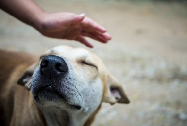 Hond wordt geaaid op hoofd en toont stresssignalen 