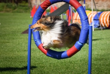 Collie springt door agility ring 