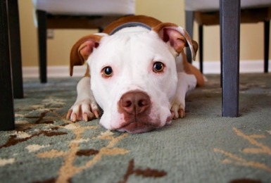 hond schuilt onder tafel