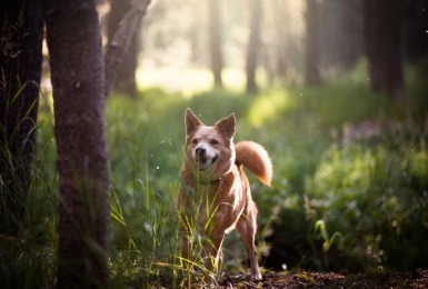 is_het_bos_een_geschikt_losloopgebied_voor_je_hond