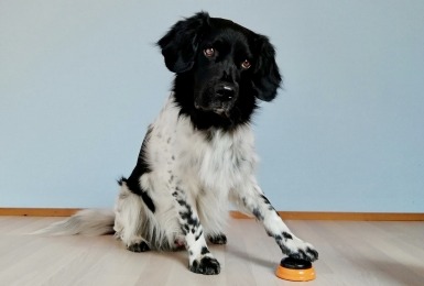 Hond drukt met poot op knop 
