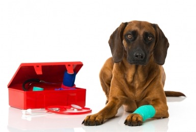 Hond met EHBO-kistje en poot in verband