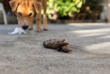 Hond kijkt naar hondendrol 