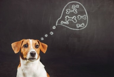 Hond denkt na voor krijtbord waarop kluiven getekend zijn