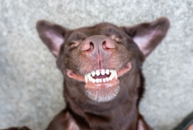 Hond glimlach